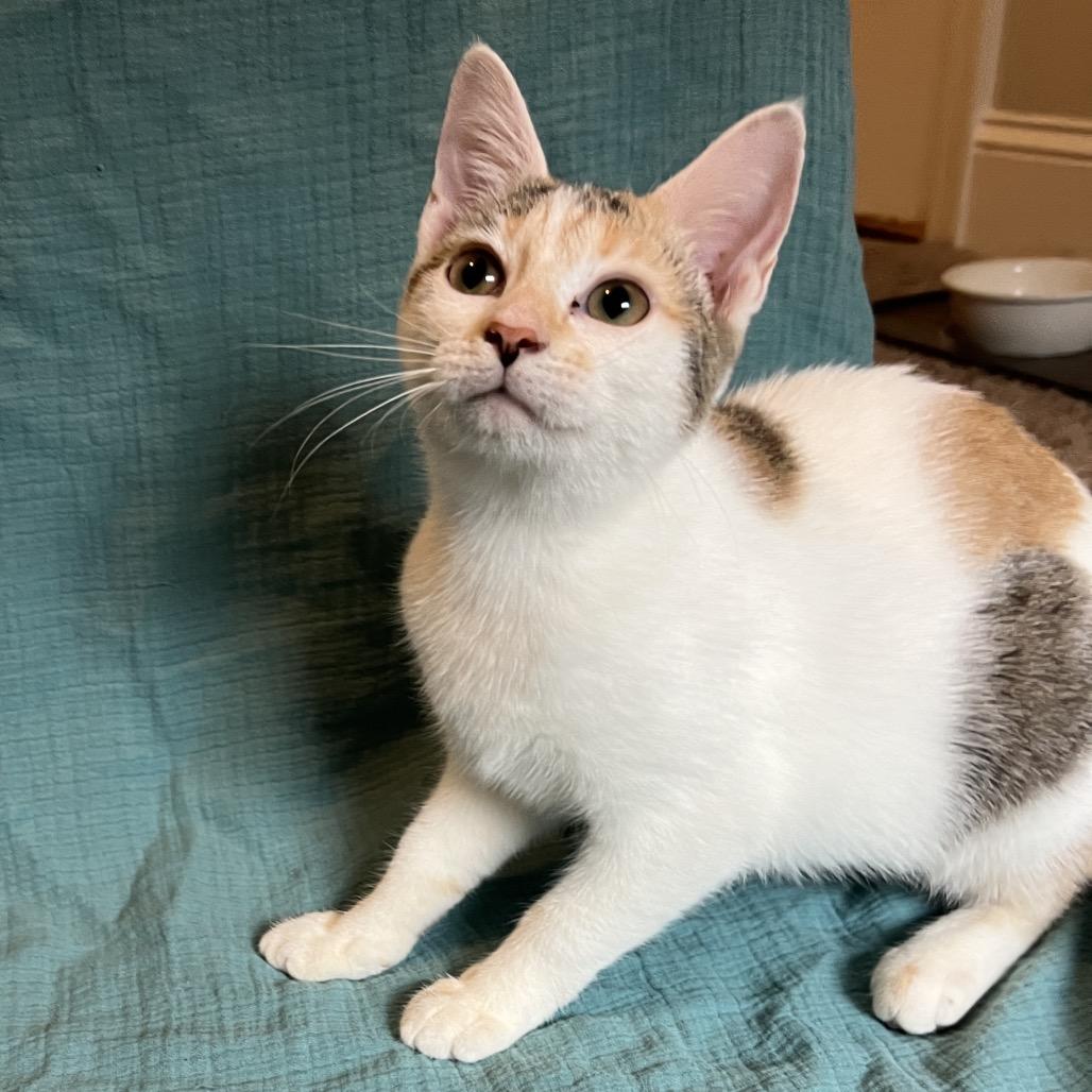 Galadriel, Adoptable, Young Female Domestic Short Hair.