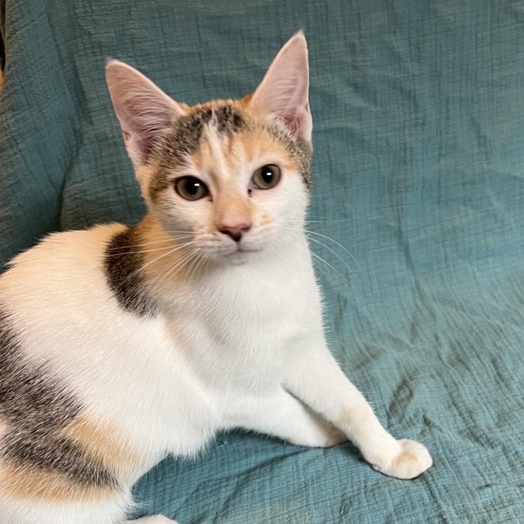 Galadriel, a Adoptable Domestic Short Hair in Huntsville, AL image 2/6