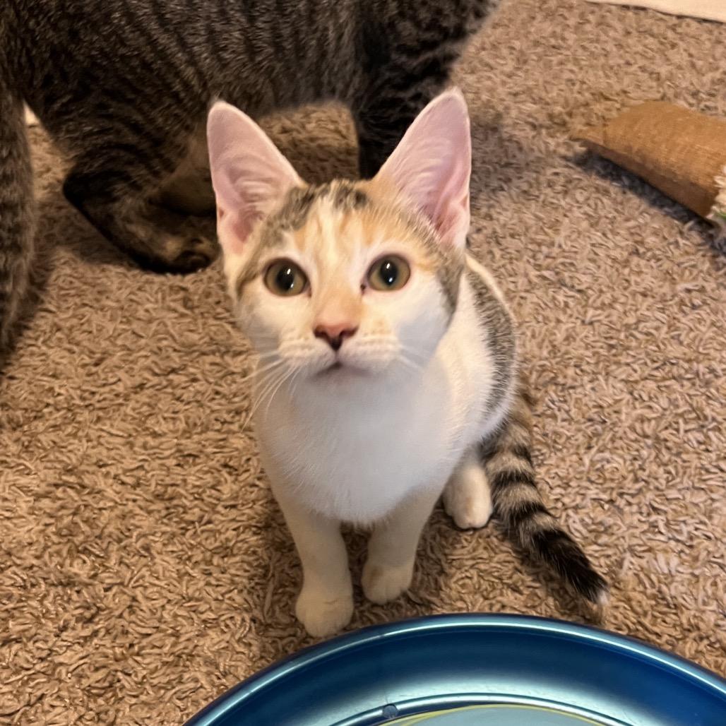 Galadriel, a Adoptable Domestic Short Hair in Huntsville, AL image 3/6