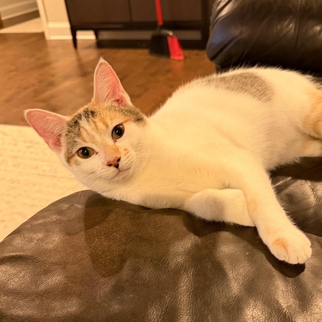 Galadriel, a Adoptable Domestic Short Hair in Huntsville, AL image 4/6