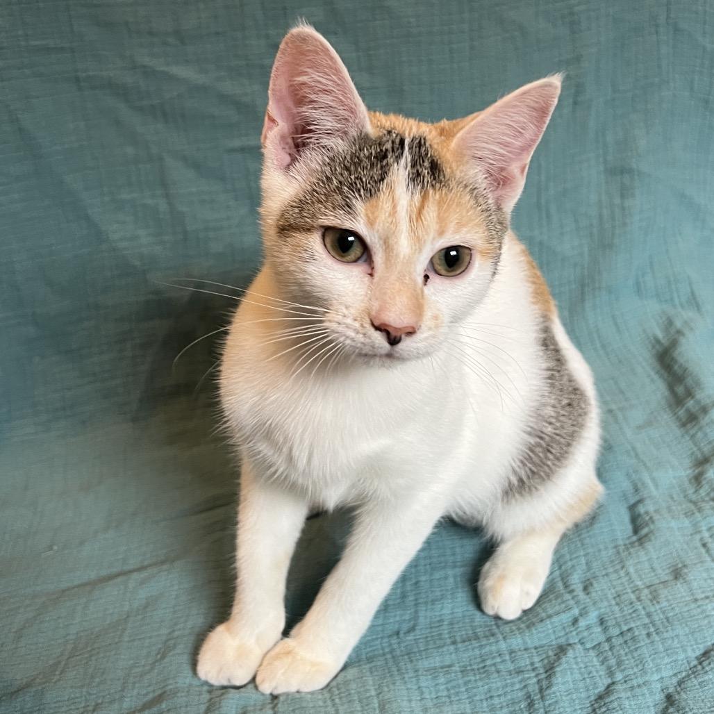 Galadriel, a Adoptable Domestic Short Hair in Huntsville, AL image 5/6