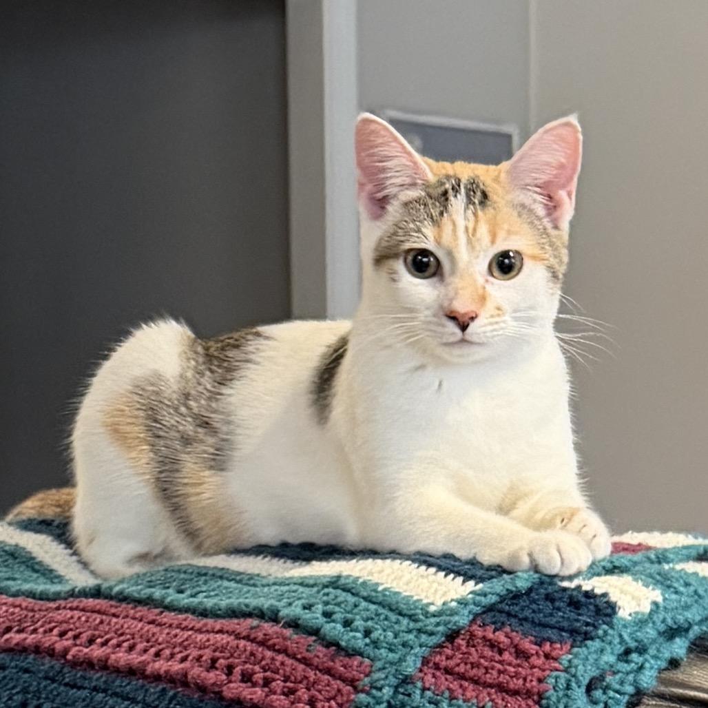 Galadriel, a Adoptable Domestic Short Hair in Huntsville, AL image 6/6