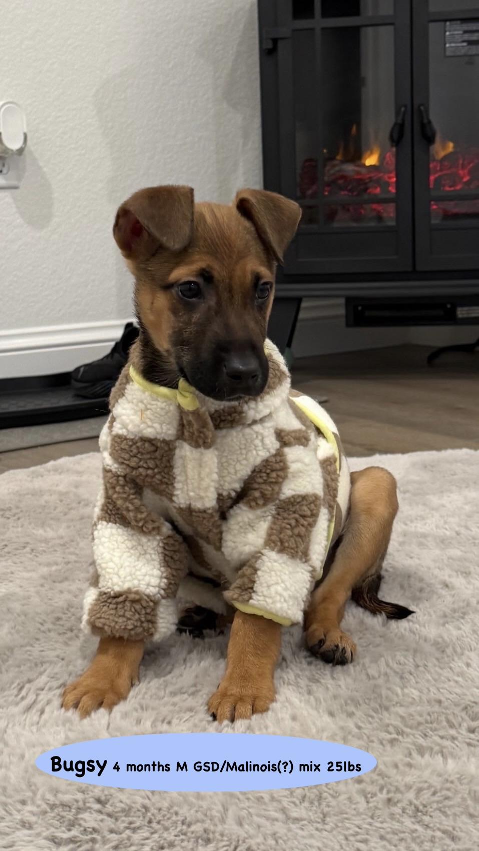 Bugsy, ADOPTABLE, Young Male Belgian Shepherd / Malinois & German Shepherd Dog.