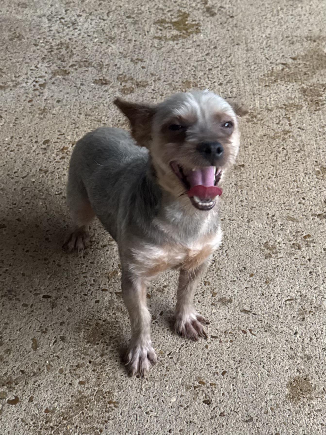 Ethan (Scott-Fostered in TN), Adult Male unknown