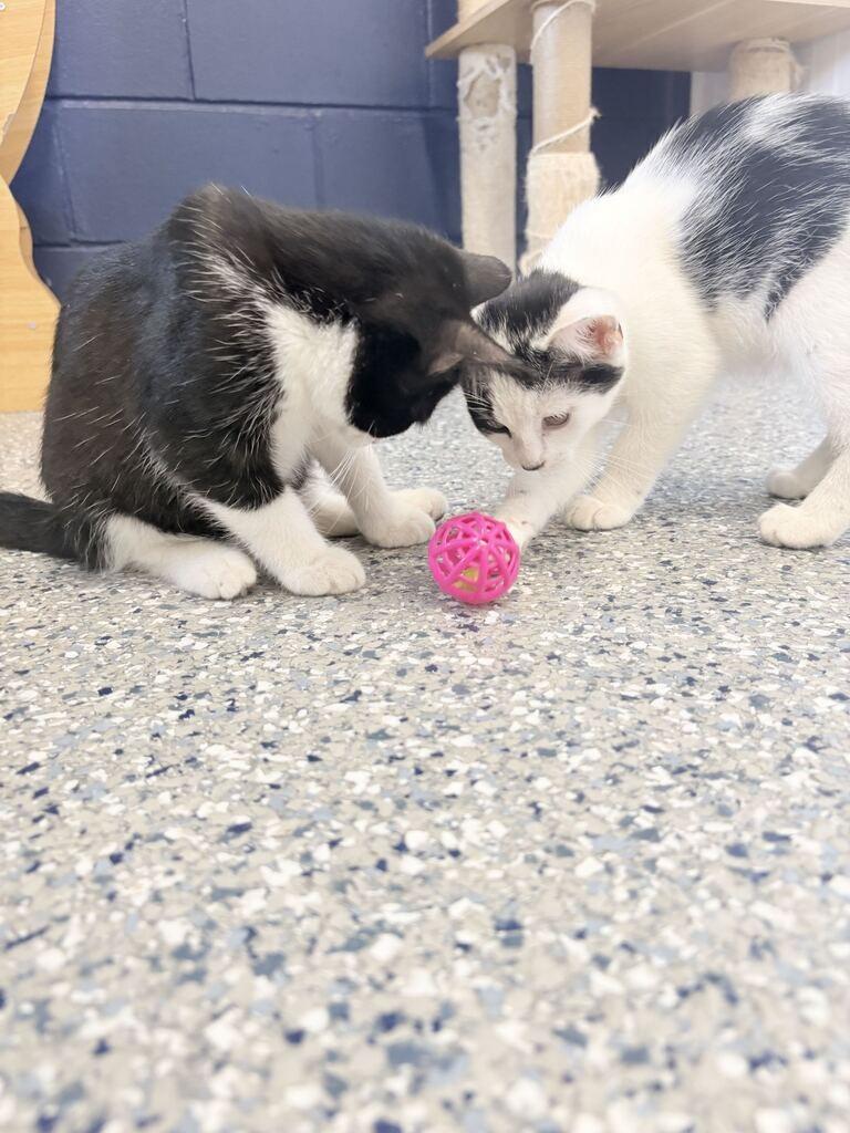 RIVER, Adoptable, Kitten Female Domestic Short Hair.