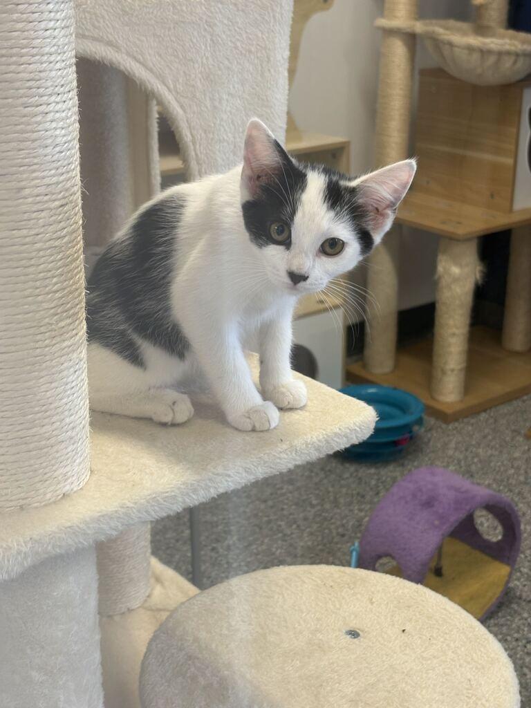 RIVER, a Adoptable mixed breed in Athens, AL image 2/6