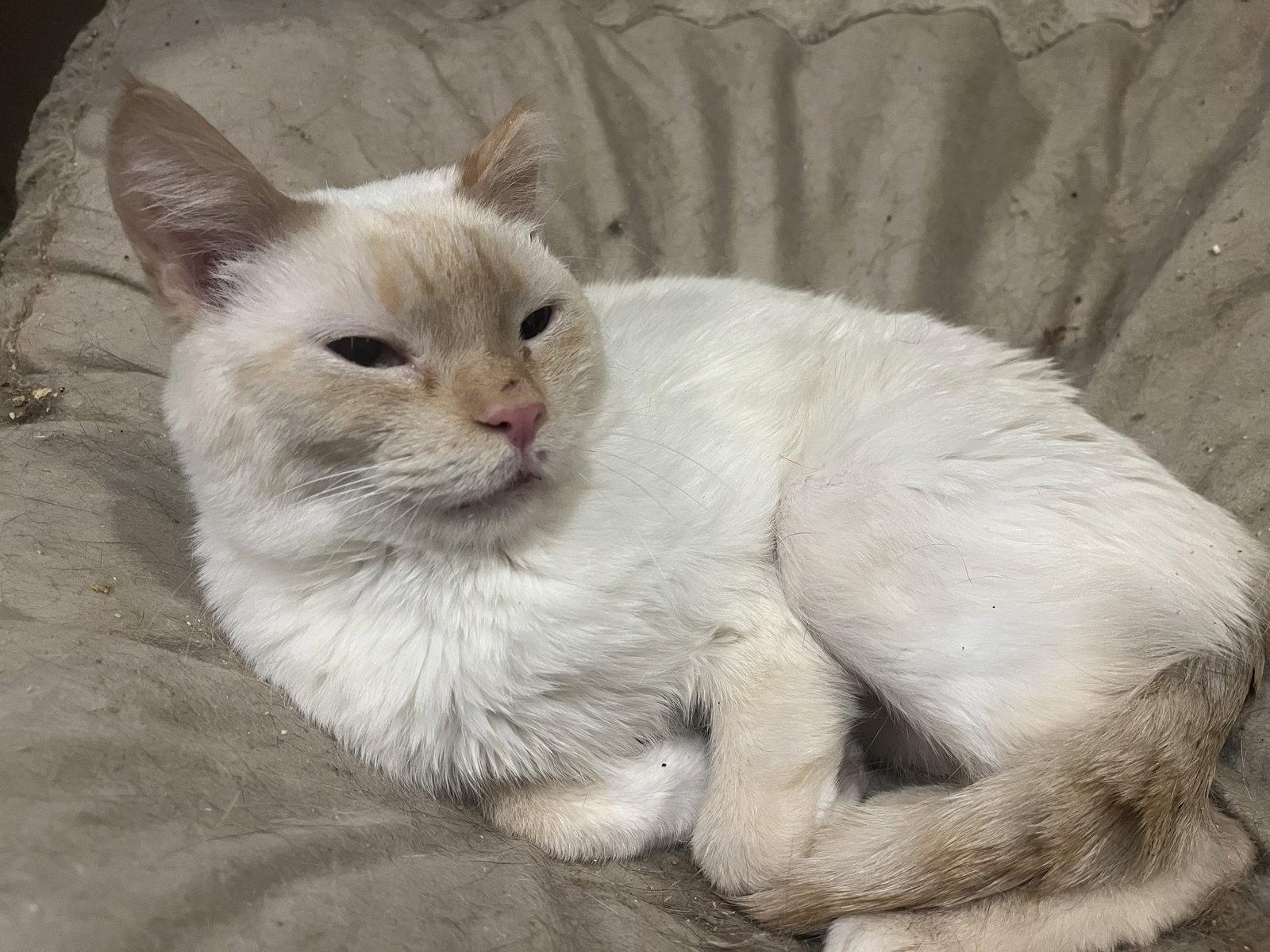 Firefly, Adoptable, Adult Male Siamese & Domestic Short Hair.