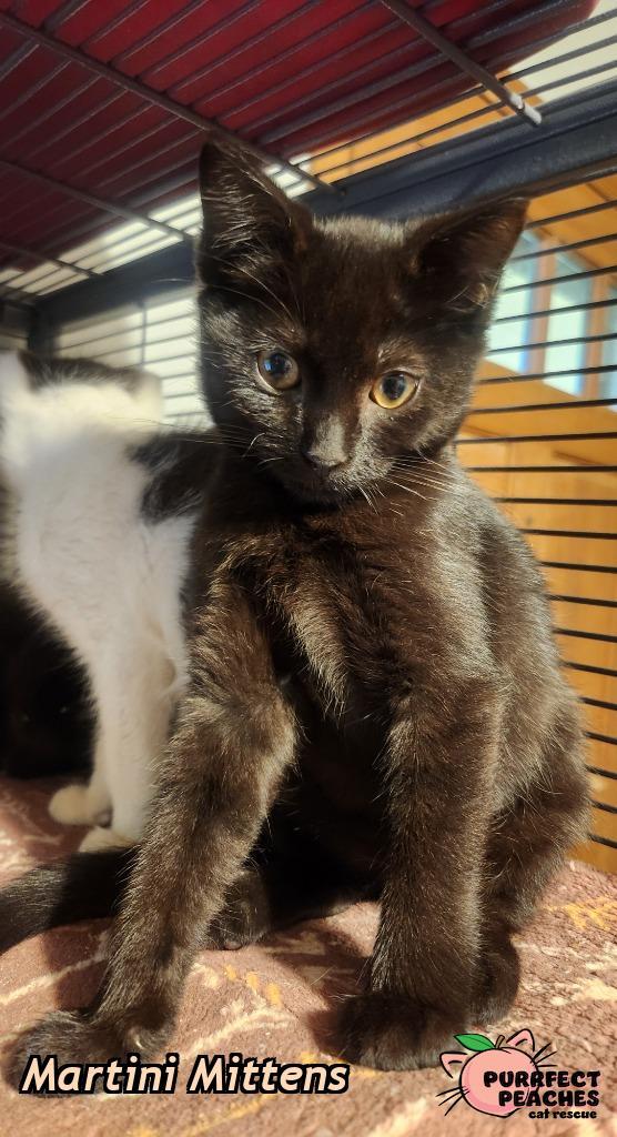 Martini Mittens, Adoptable, Kitten Female Domestic Short Hair.