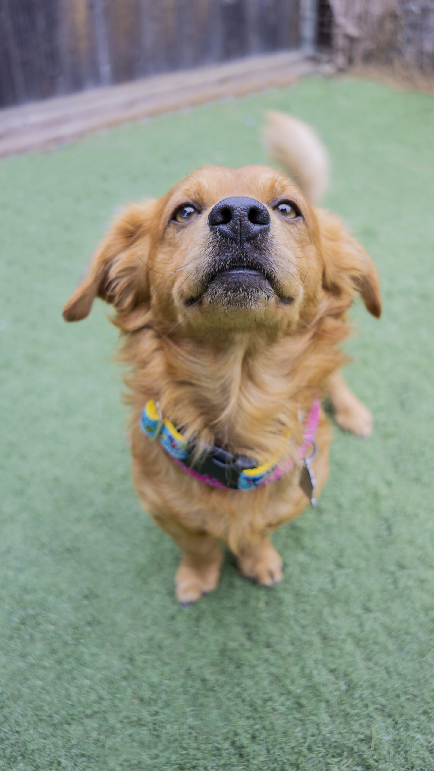 Dog for adoption The Dude, a Spaniel & Terrier Mix in Encinitas, CA