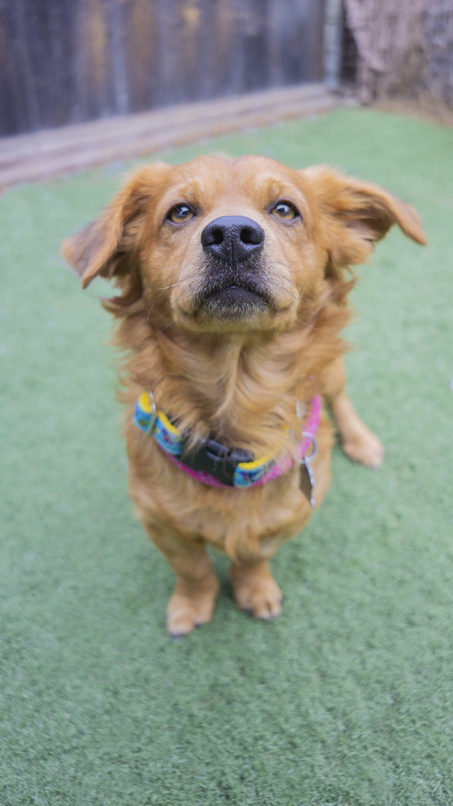 Dog for adoption The Dude, a Spaniel & Terrier Mix in Encinitas, CA
