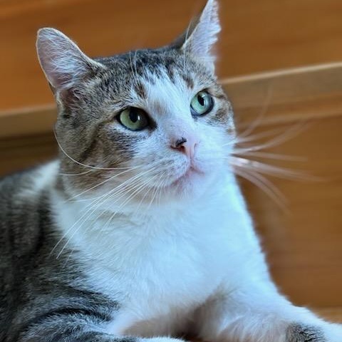 Nixon, ADOPTABLE, Senior Male Domestic Short Hair.