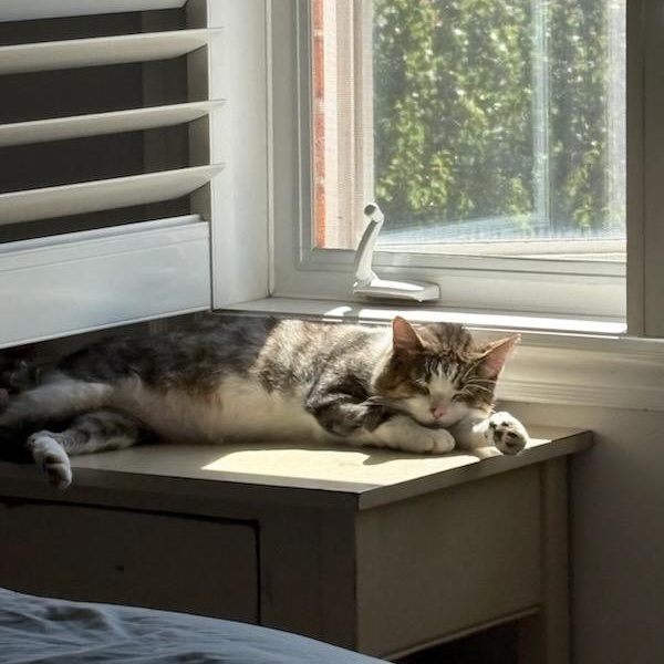 Nixon, a ADOPTABLE mixed breed in Hamilton, ON image 5/6