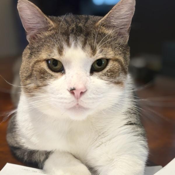 Nixon, a ADOPTABLE mixed breed in Hamilton, ON image 2/6