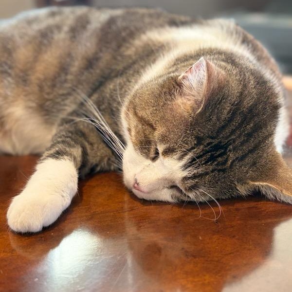 Nixon, a ADOPTABLE mixed breed in Hamilton, ON image 4/6