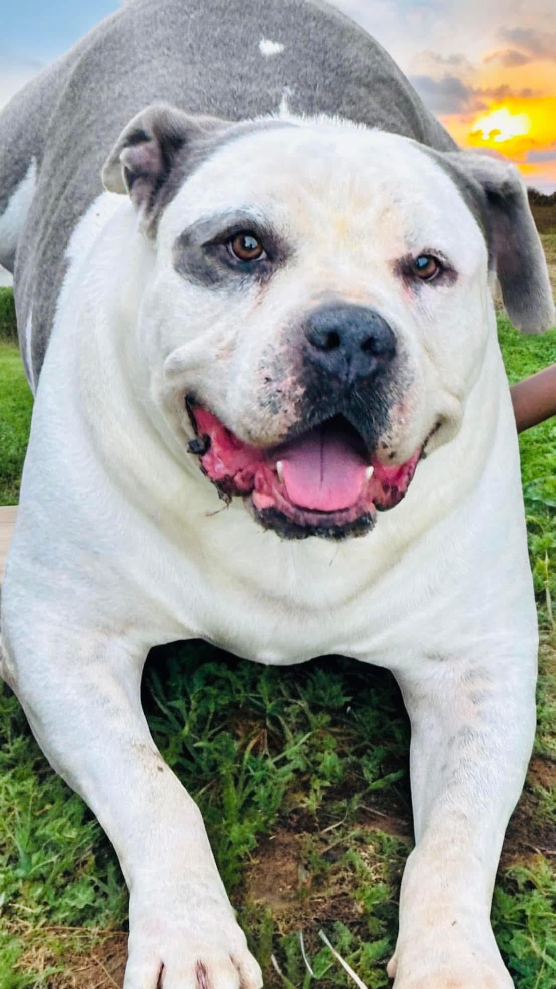 Enlarge Savage, a Adoptable American Bulldog in Cameron, NC image 6/6