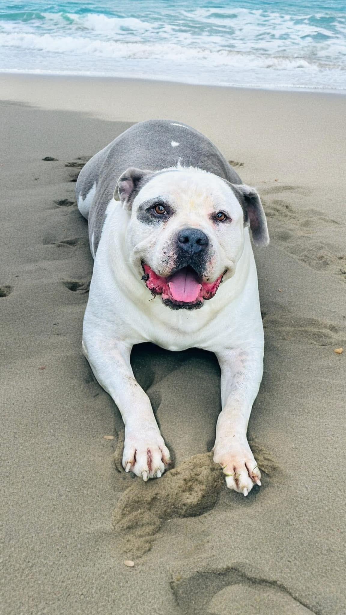 Enlarge Savage, a Adoptable American Bulldog in Cameron, NC image 5/6