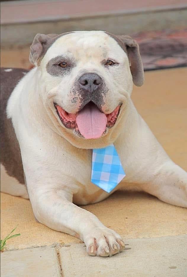 Enlarge Savage, a Adoptable American Bulldog in Cameron, NC image 3/6