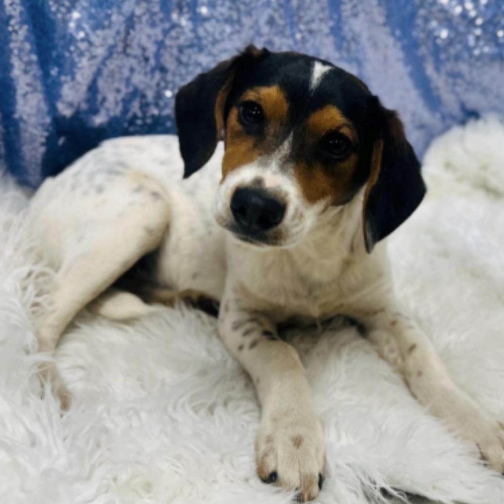 Enlarge Sam, a ADOPTABLE mixed breed in Cedarburg, WI image 2/3