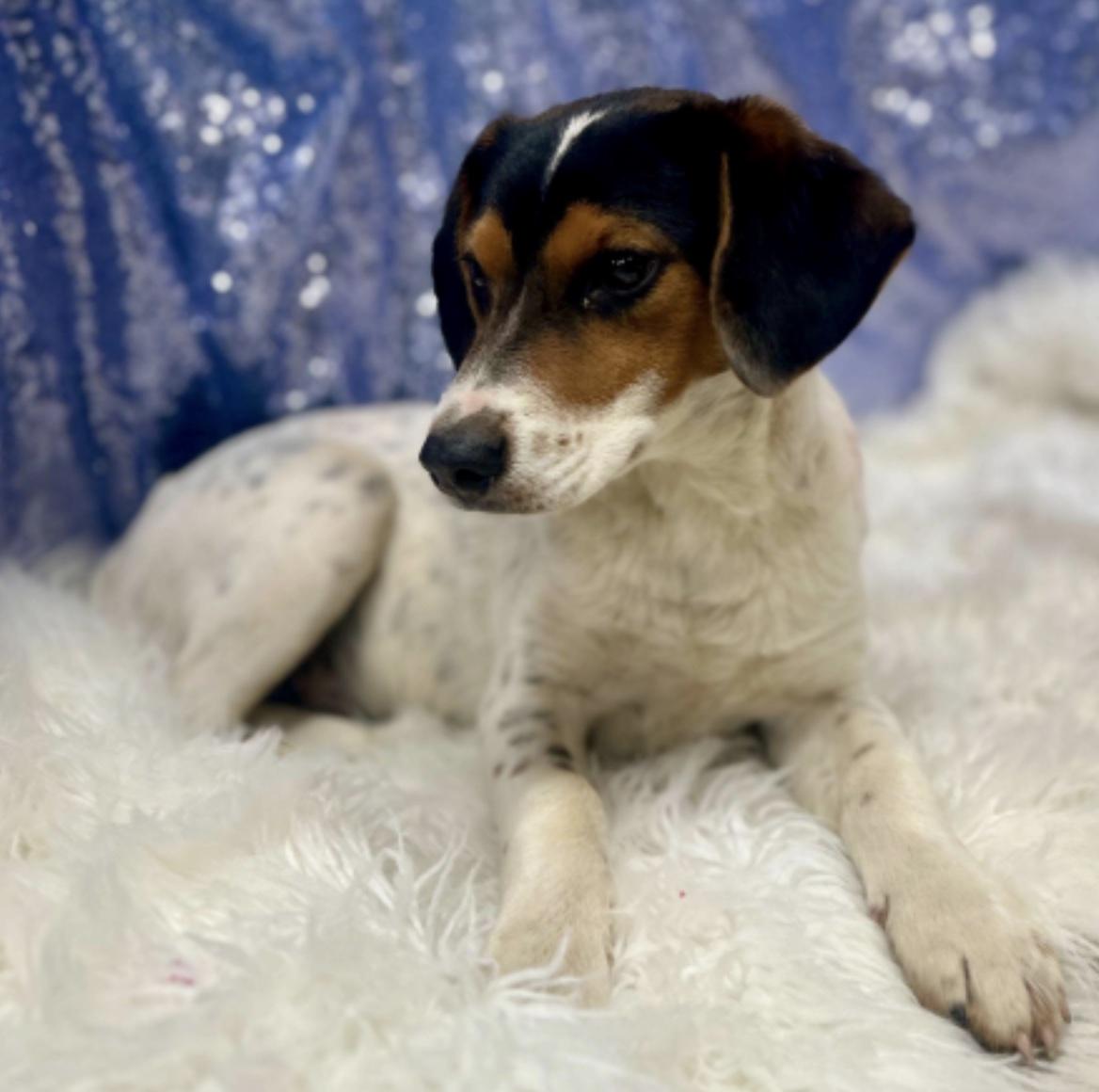 Enlarge Sam, a ADOPTABLE mixed breed in Cedarburg, WI image 3/3