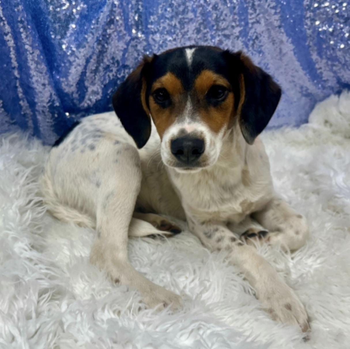Sam, ADOPTABLE, Puppy Male Beagle.