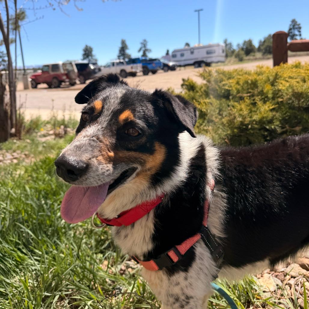 Enlarge Freckles, a Adoptable Australian Cattle Dog / Blue Heeler in Pagosa Springs, CO image 1/4