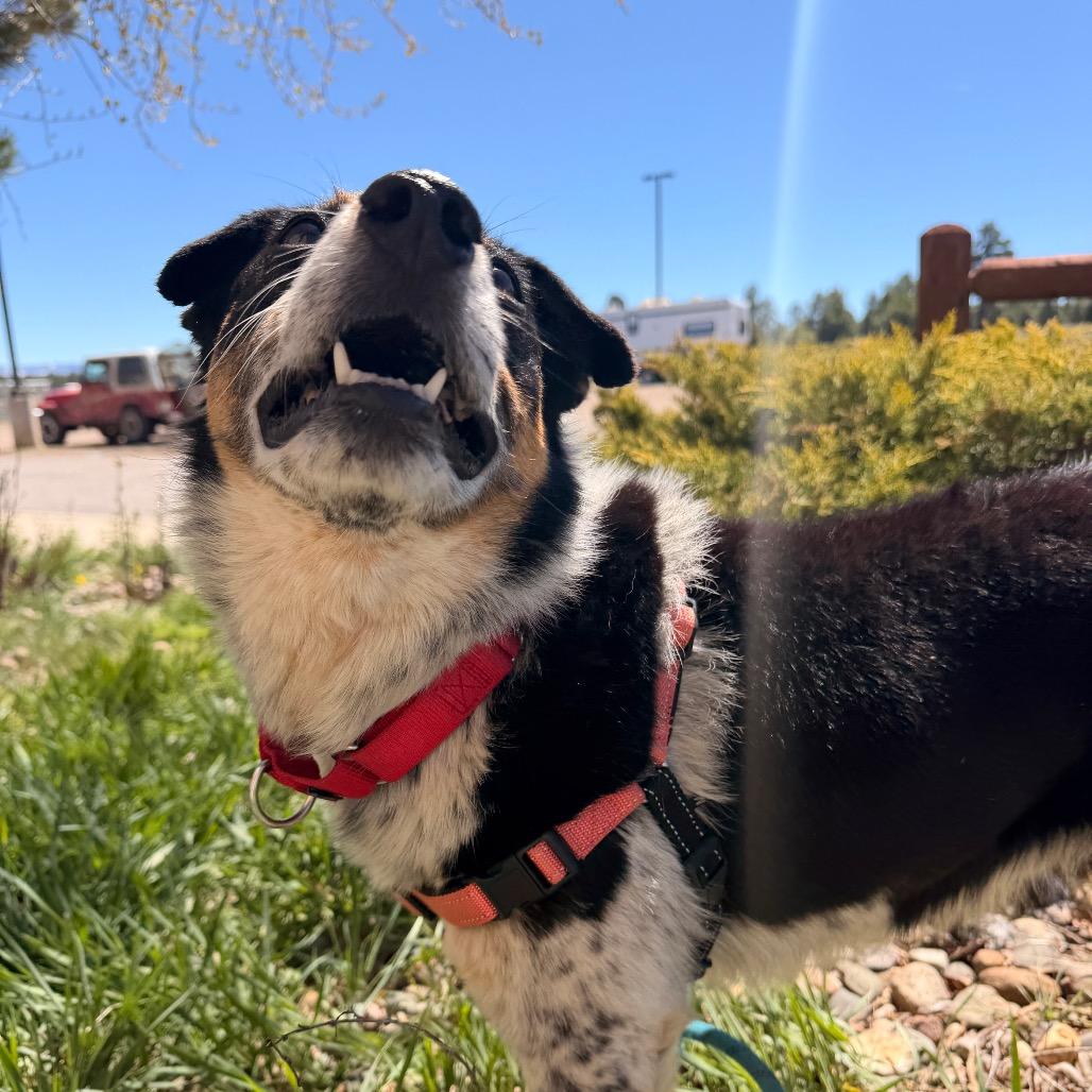 Enlarge Freckles, a Adoptable Australian Cattle Dog / Blue Heeler in Pagosa Springs, CO image 2/4