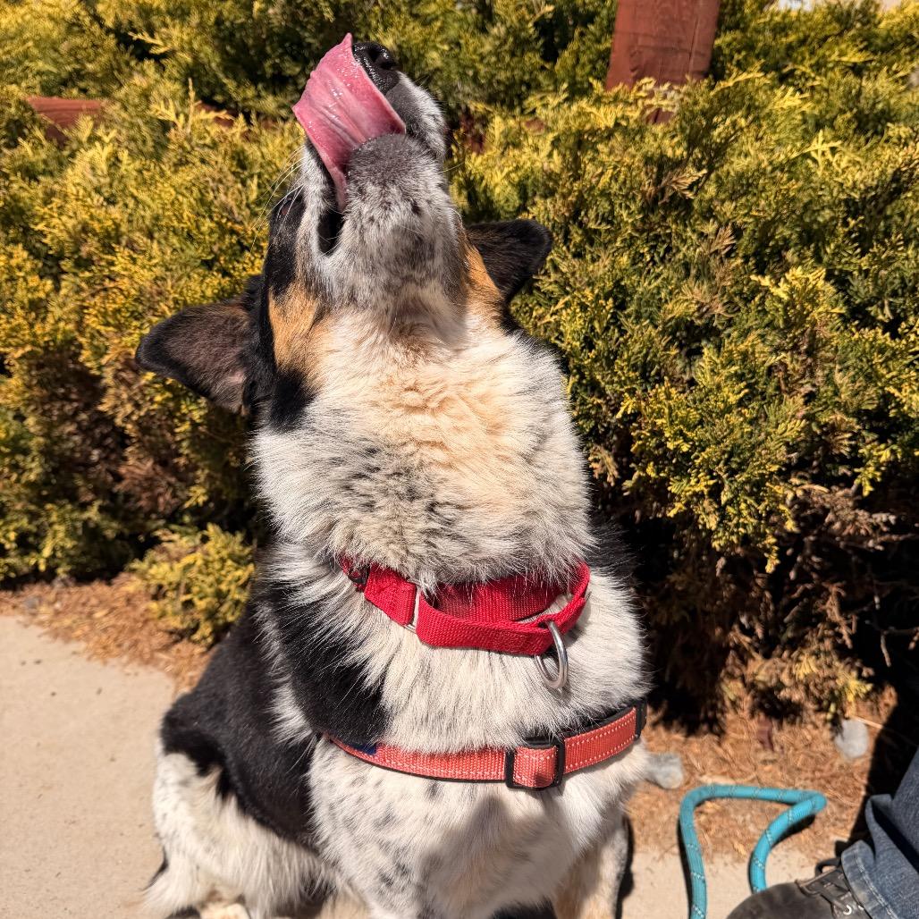 Enlarge Freckles, a Adoptable Australian Cattle Dog / Blue Heeler in Pagosa Springs, CO image 3/4