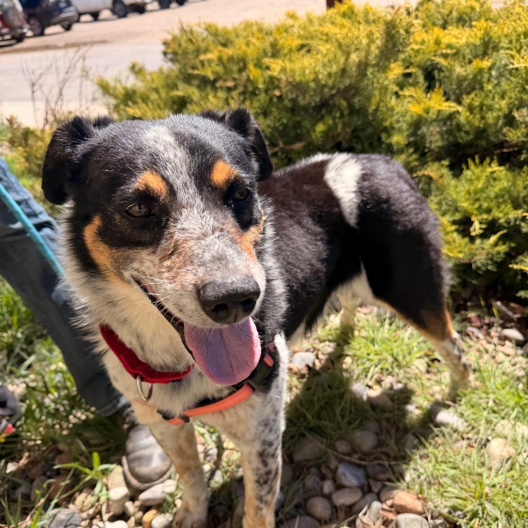 Enlarge Freckles, a Adoptable Australian Cattle Dog / Blue Heeler in Pagosa Springs, CO image 4/4