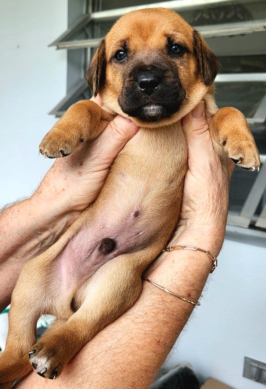 Cosmo "so Cute Litter thumbnail 2