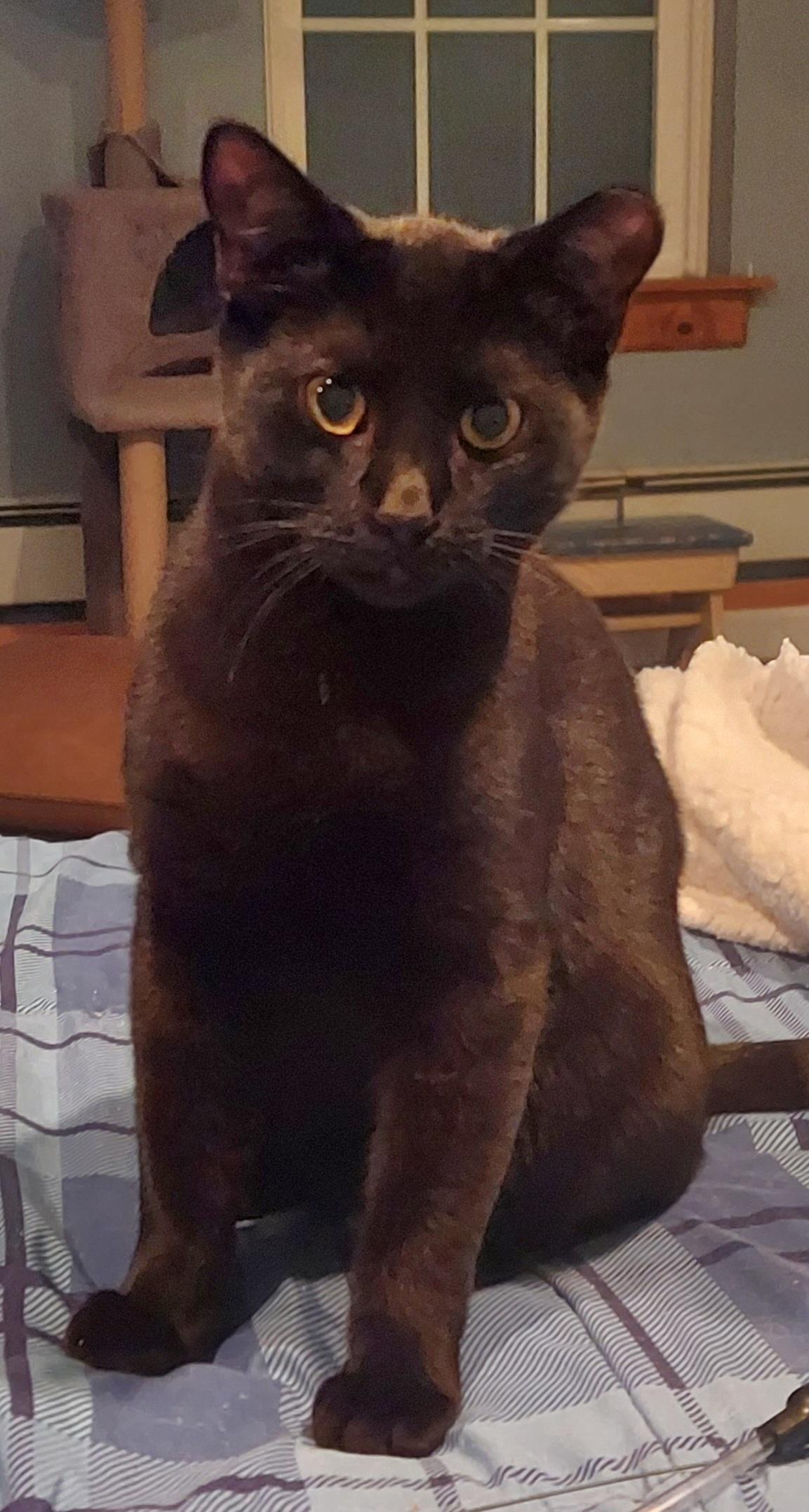 Kahlua, Adoptable, Kitten Male Domestic Short Hair.