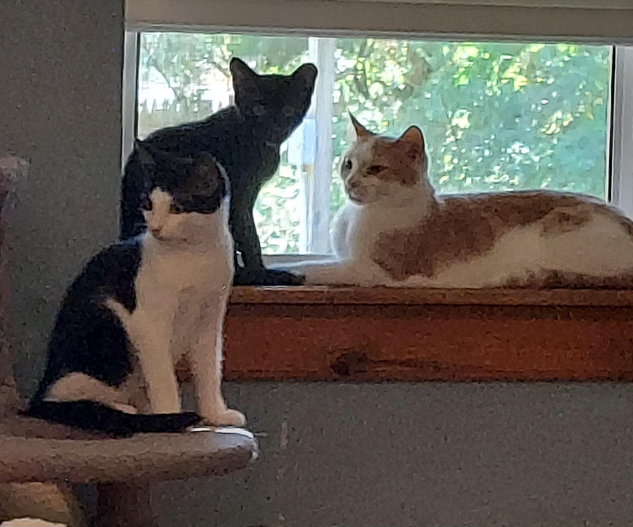 Kahlua, a Adoptable mixed breed in Succasunna, NJ image 2/3