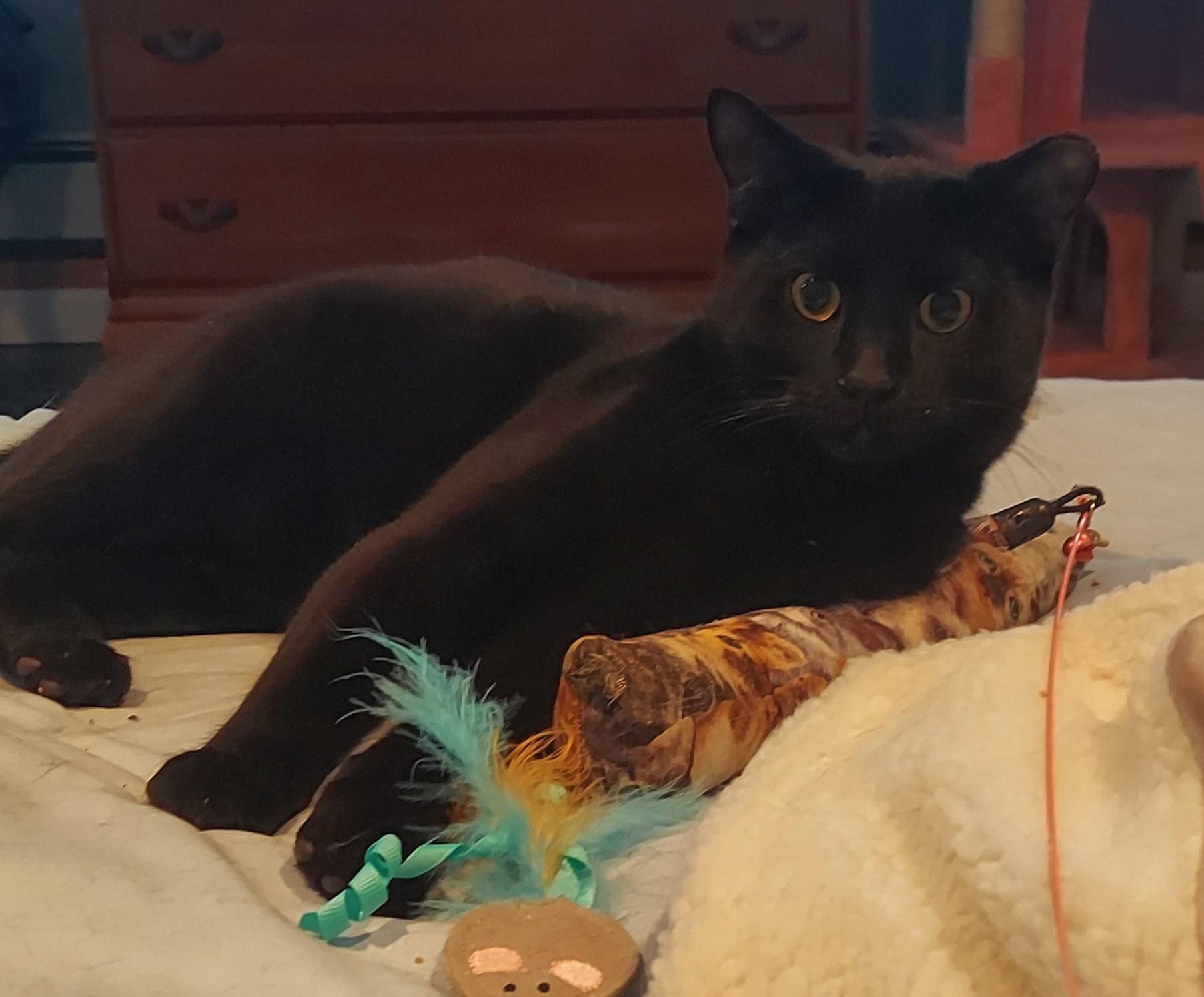 Enlarge Kahlua, a Adoptable mixed breed in Succasunna, NJ image 2/4