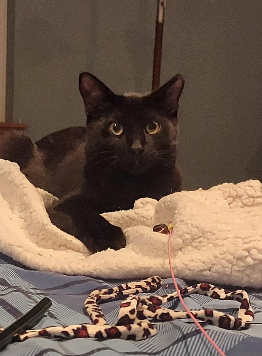 Kahlua, Adoptable, Kitten Male Domestic Short Hair.