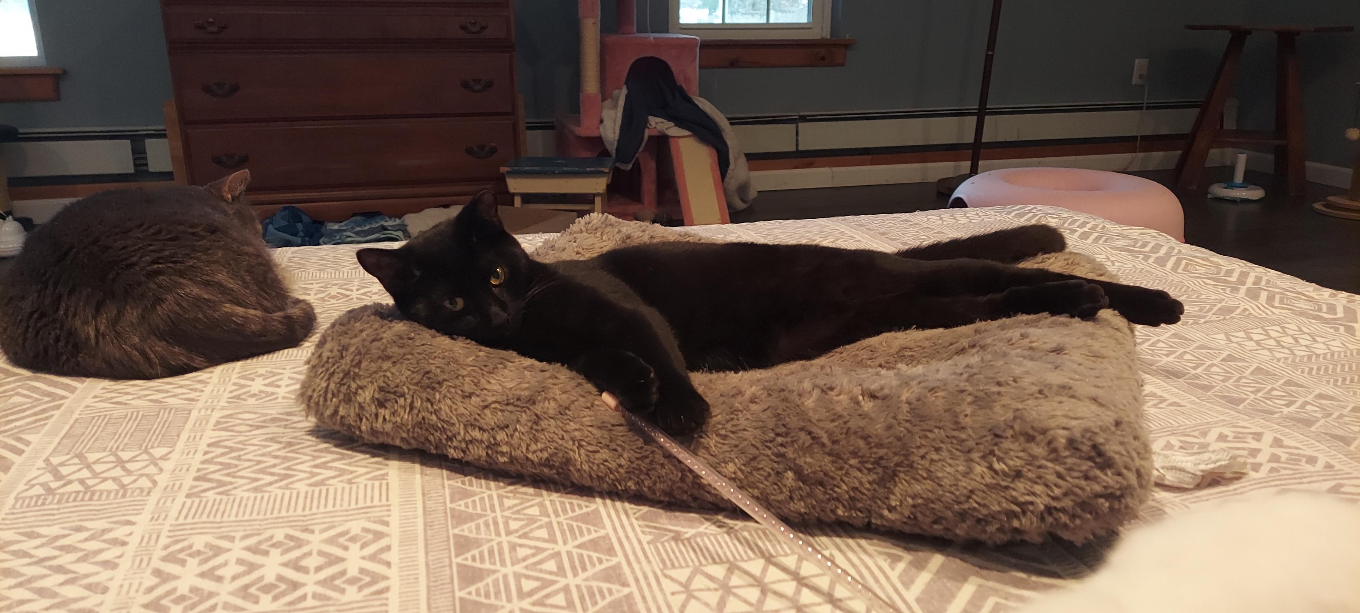 Enlarge Kahlua, a Adoptable mixed breed in Succasunna, NJ image 4/4