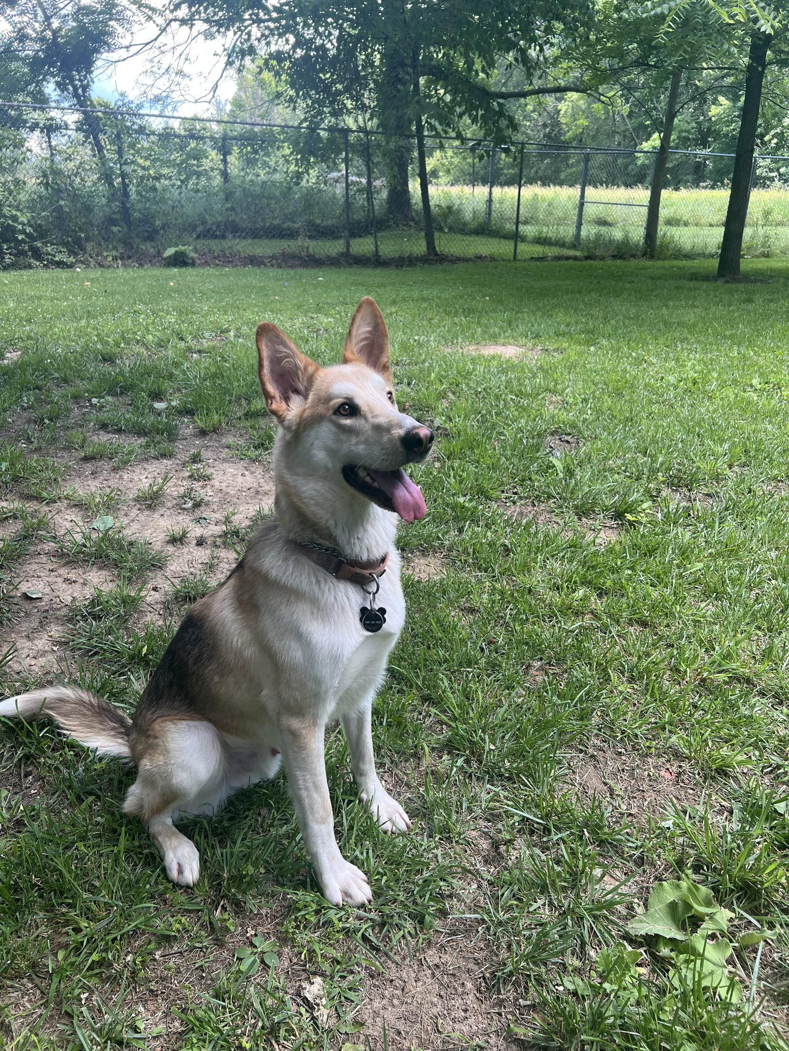 DODGER, Adoptable, Young Male German Shepherd Dog & Collie.
