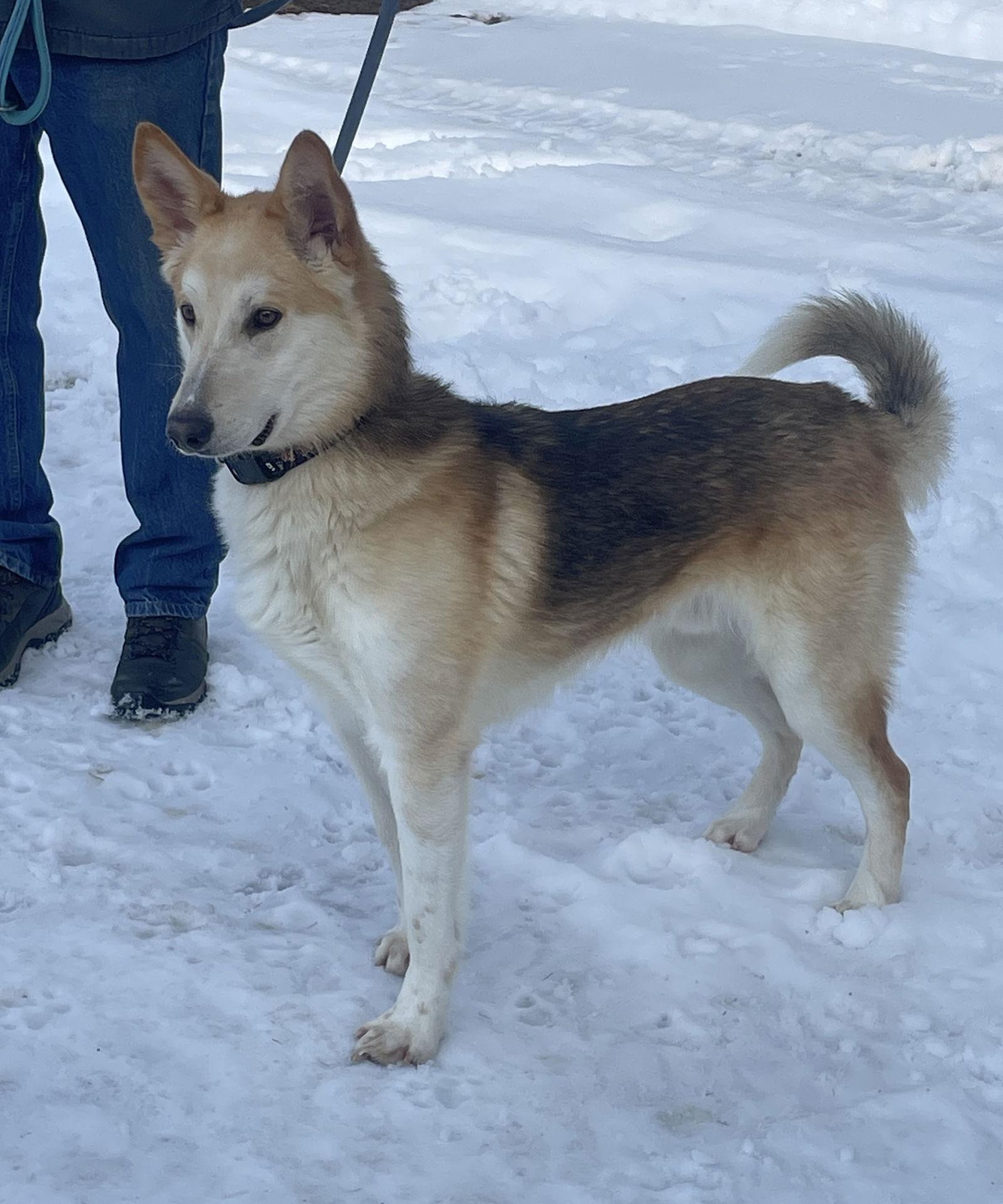 DODGER, Adoptable, Young Male German Shepherd Dog & Collie.