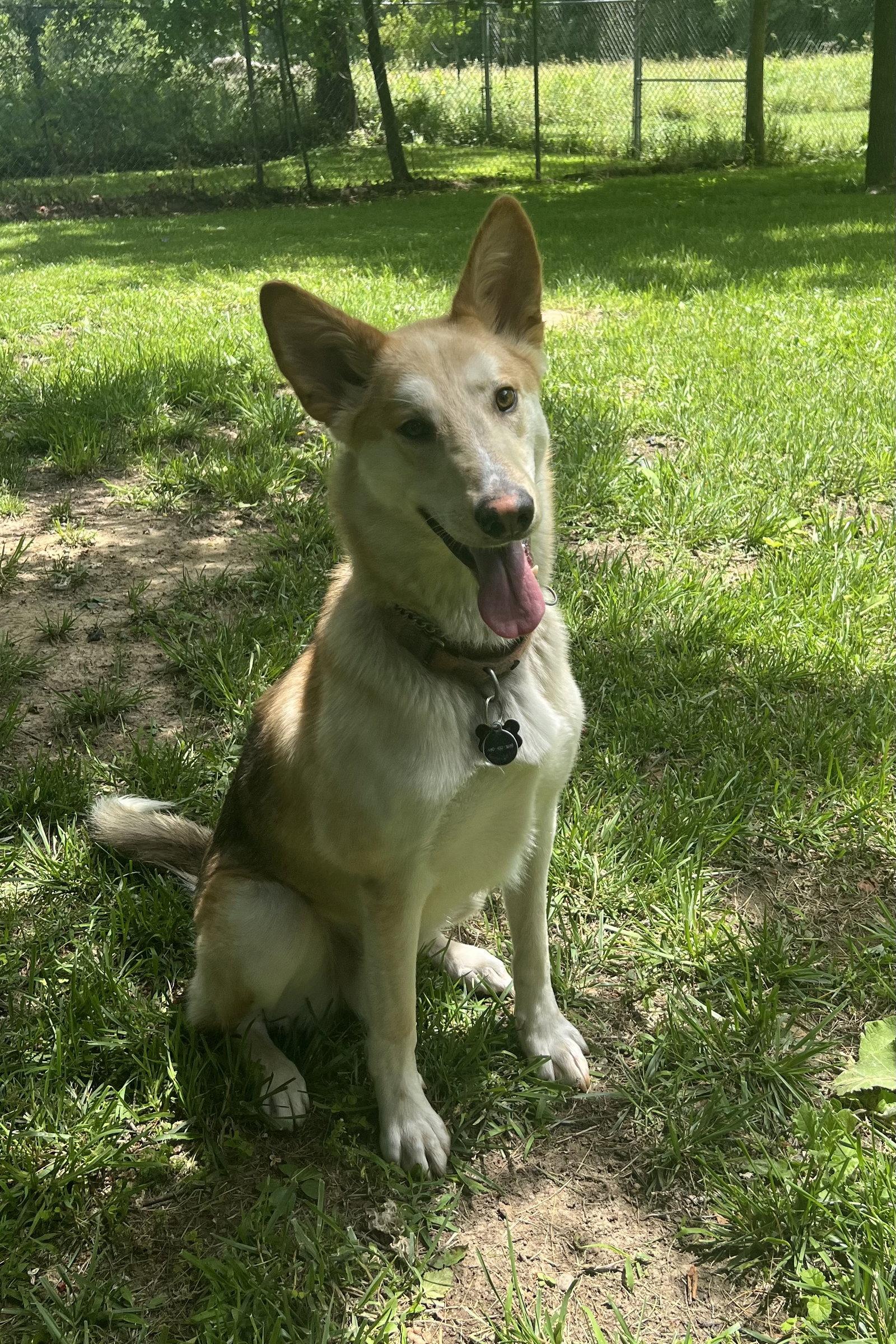 DODGER, a Adoptable mixed breed in Amherst, OH image 2/3