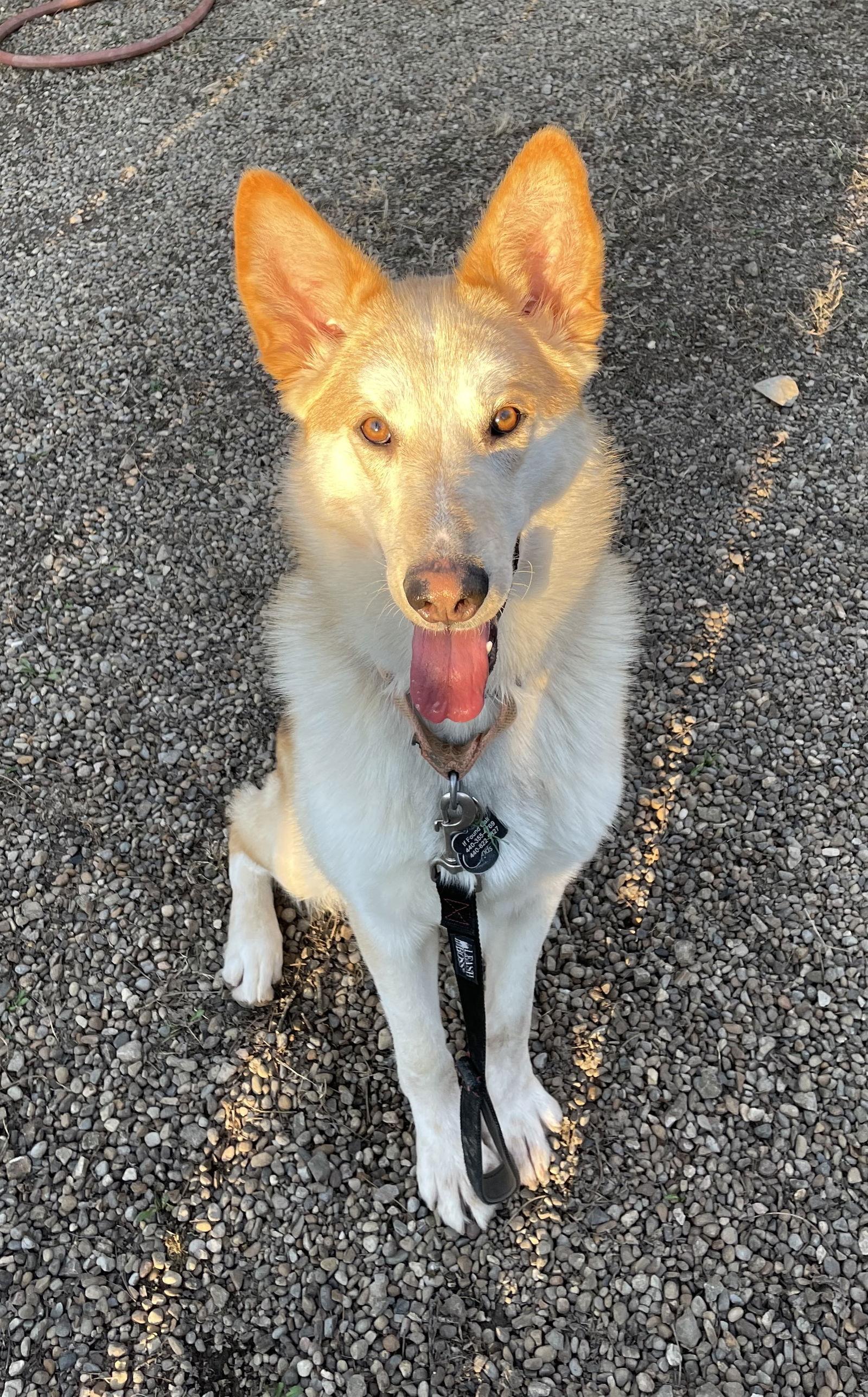 Enlarge DODGER, a Adoptable mixed breed in Amherst, OH image 2/3