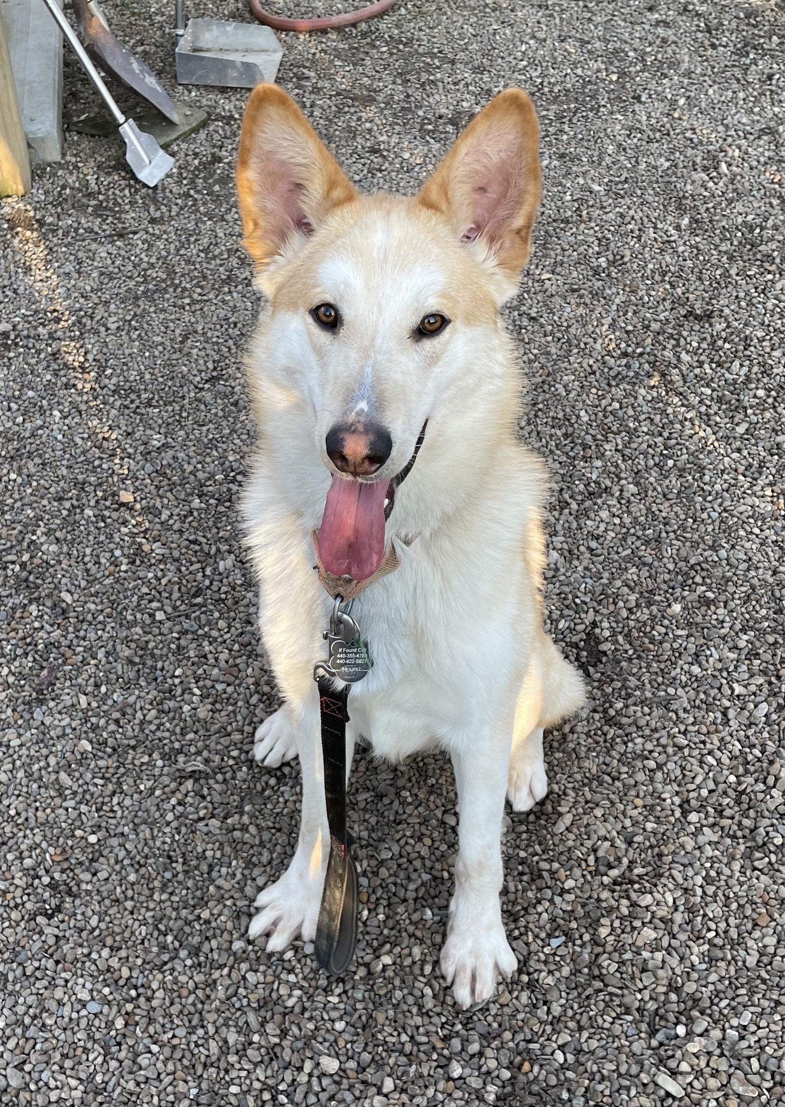 Enlarge DODGER, a Adoptable mixed breed in Amherst, OH image 3/3
