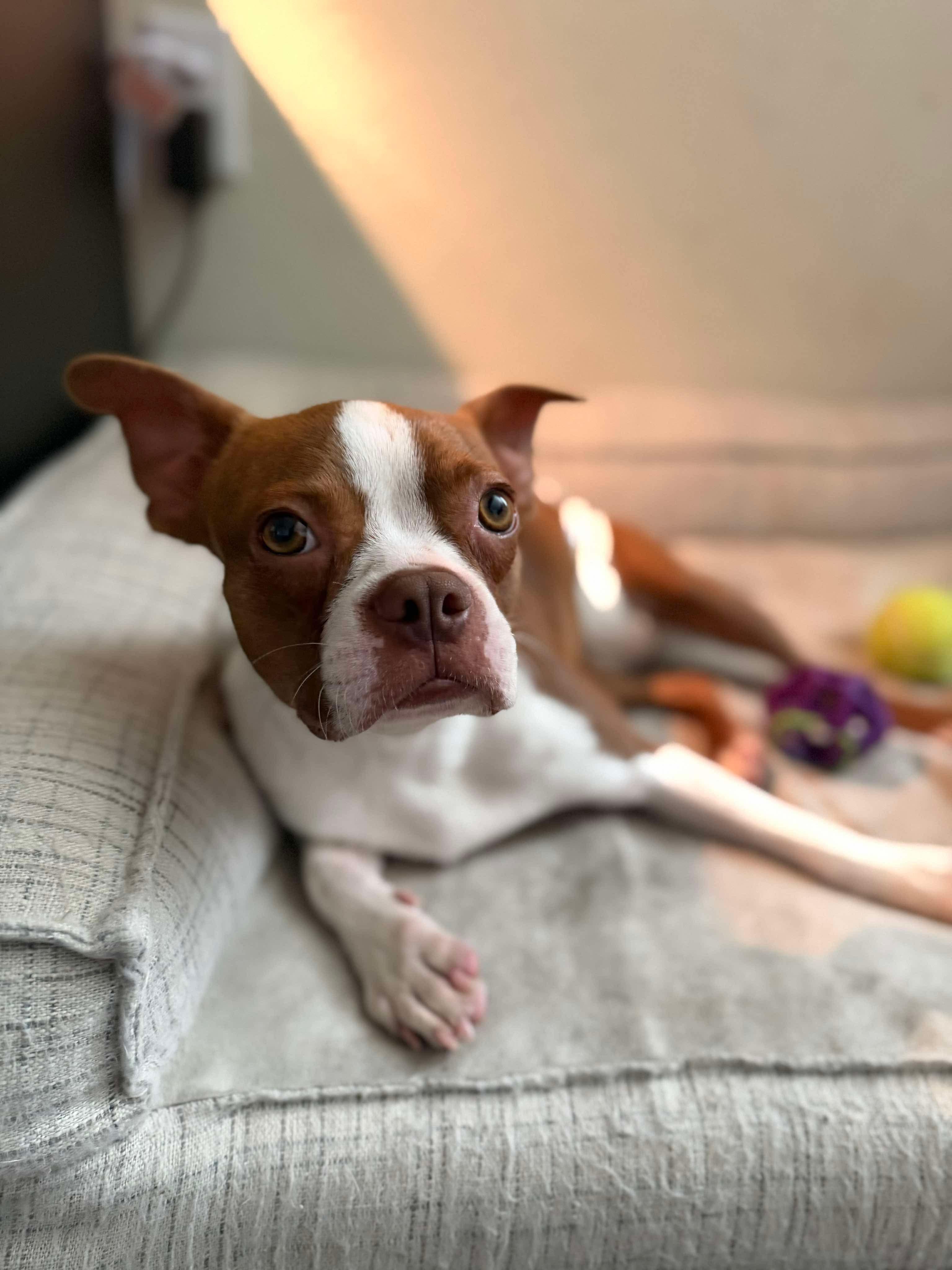 Peach now Dolly, Adopted, Young Female Boston Terrier.