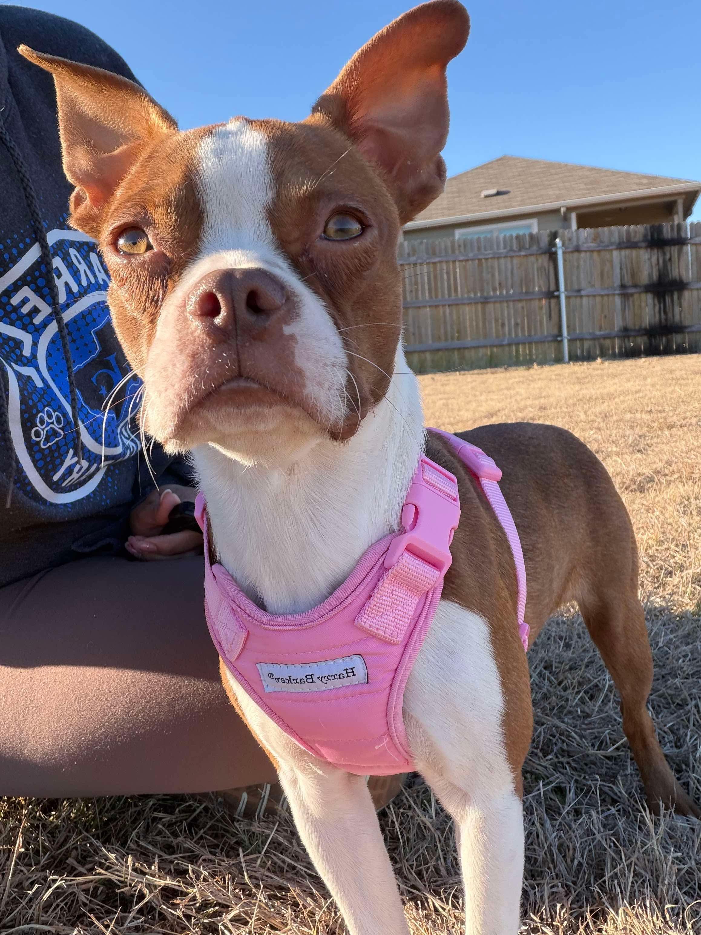 Enlarge Peach now Dolly, a Adopted Boston Terrier in Van Vleck, TX image 2/6