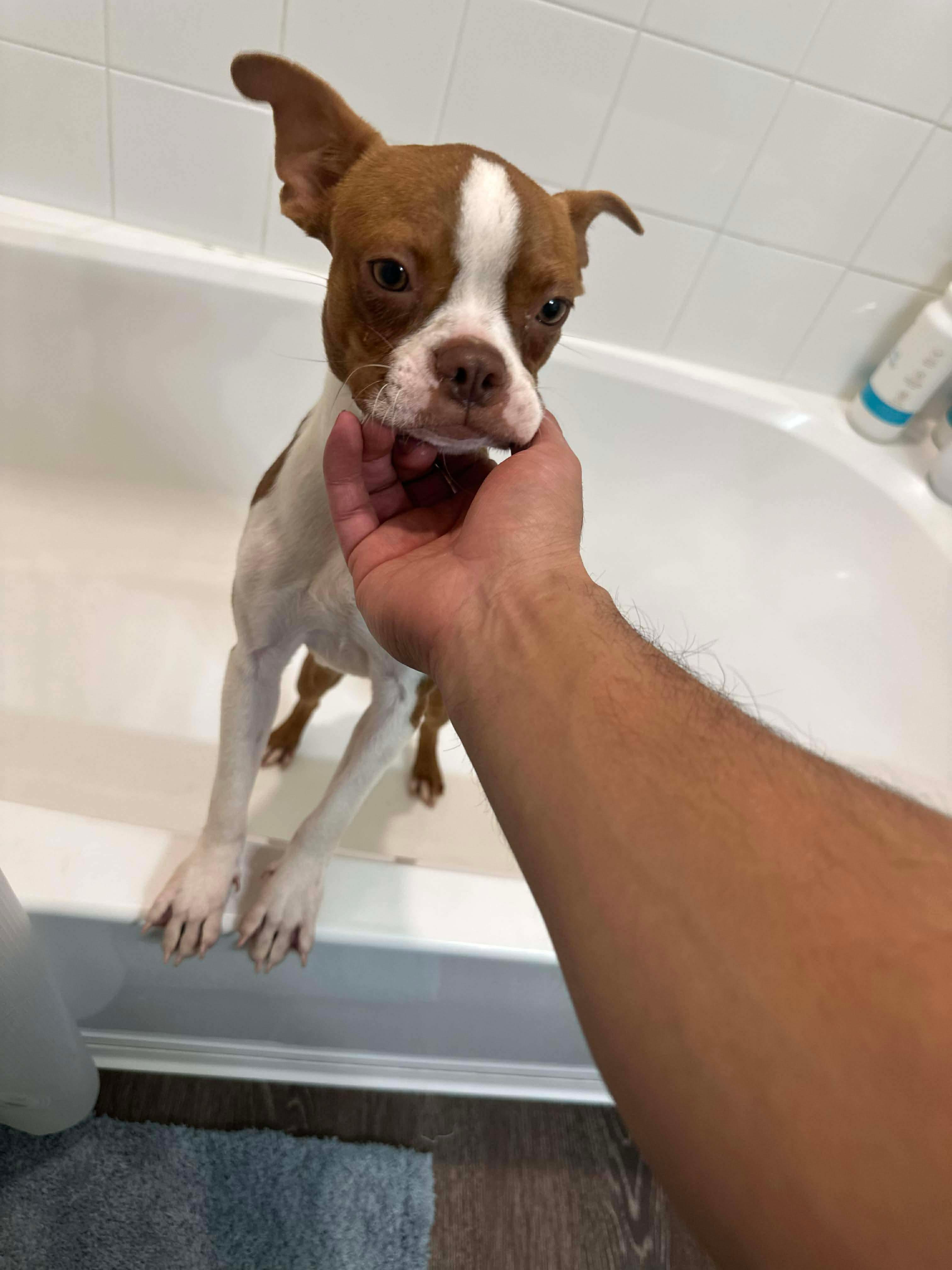 Enlarge Peach now Dolly, a Adopted Boston Terrier in Van Vleck, TX image 3/6