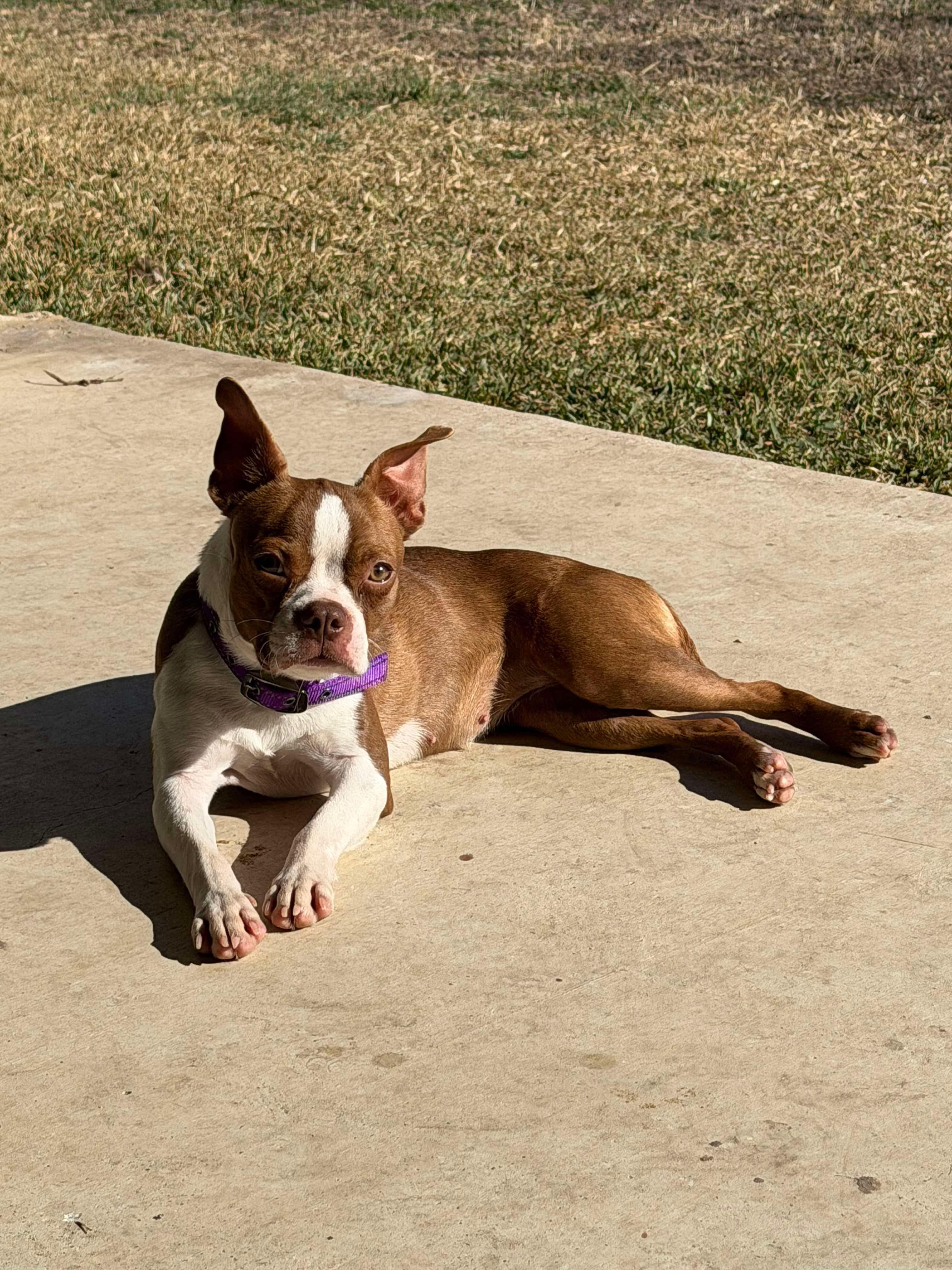 Enlarge Peach now Dolly, a Adopted Boston Terrier in Van Vleck, TX image 4/6