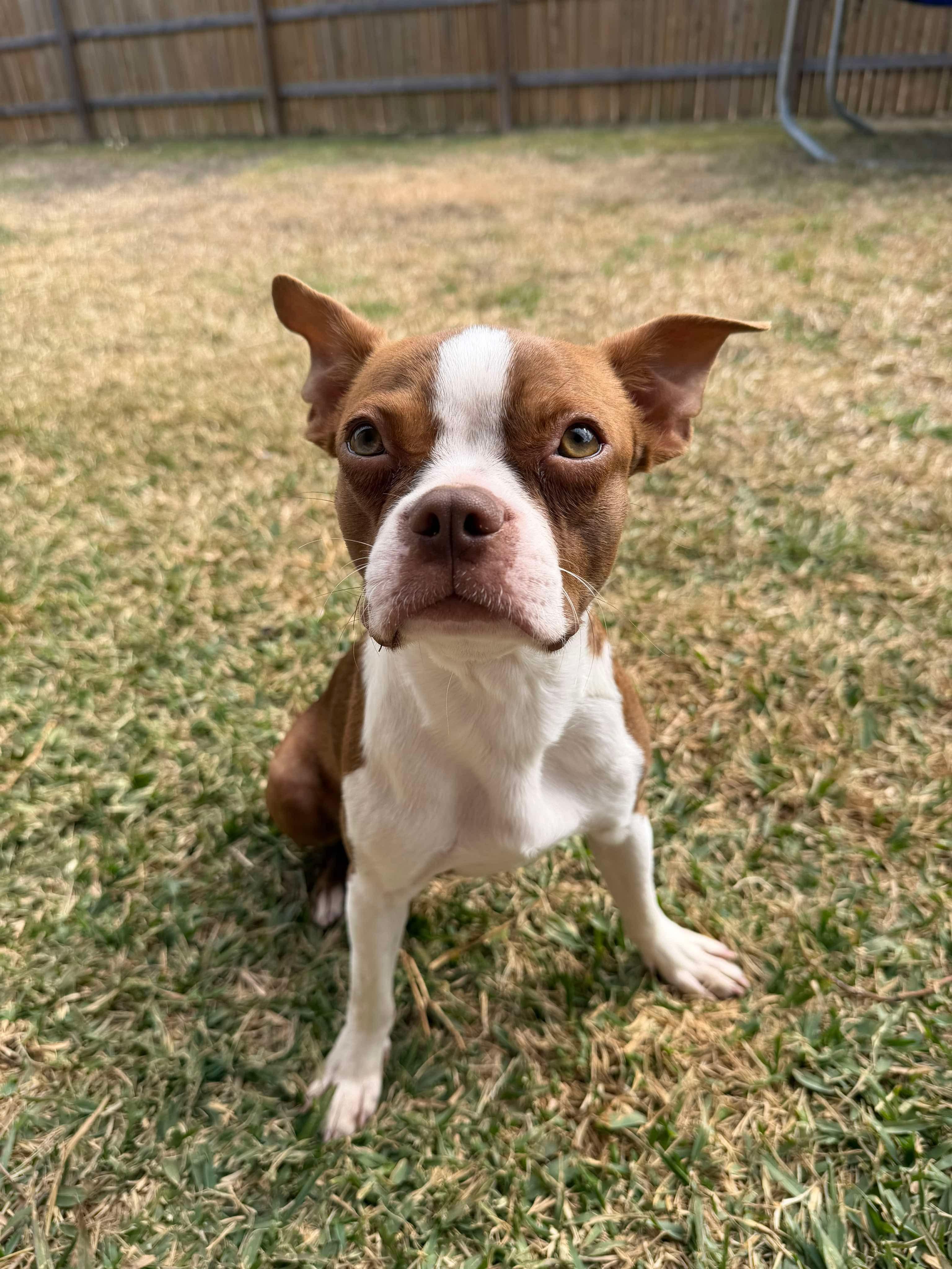 Enlarge Peach now Dolly, a Adopted Boston Terrier in Van Vleck, TX image 5/6