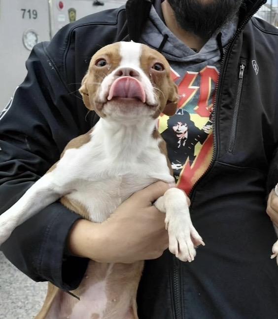 Enlarge Peach now Dolly, a Adopted Boston Terrier in Van Vleck, TX image 6/6