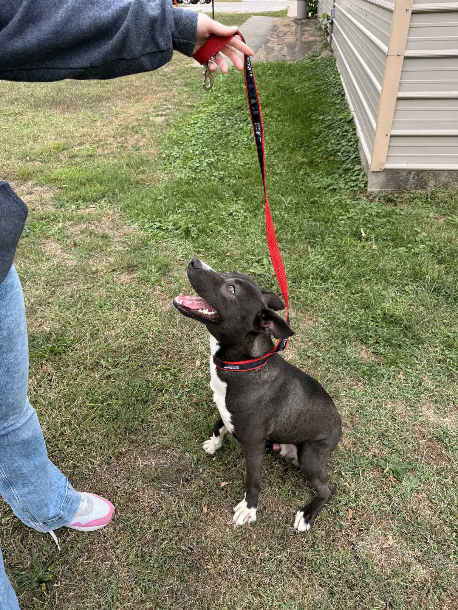 Enlarge Ziggy, a Adoptable mixed breed in Fort Madison, IA image 4/4