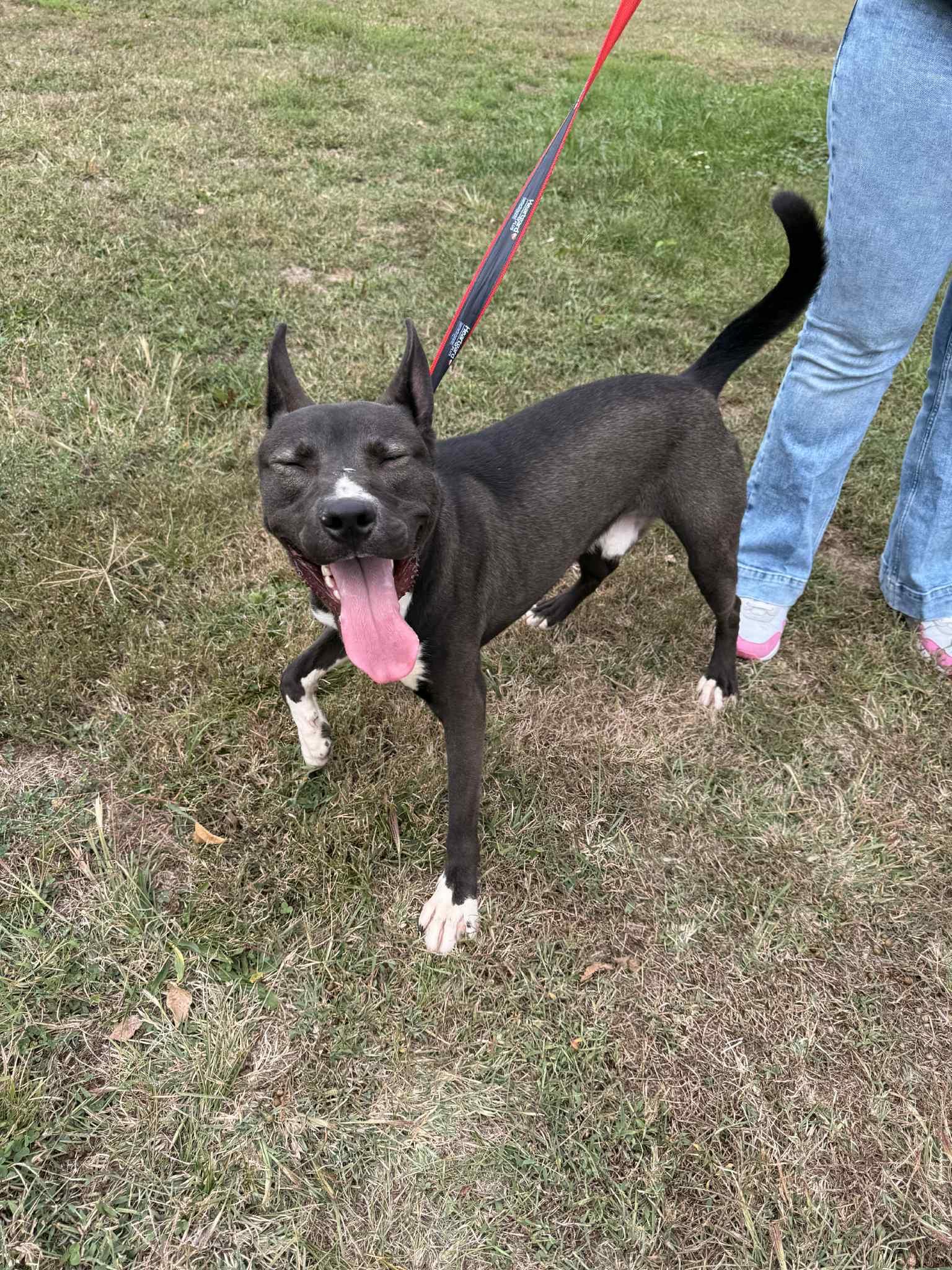 Enlarge Ziggy, a Adoptable mixed breed in Fort Madison, IA image 3/4
