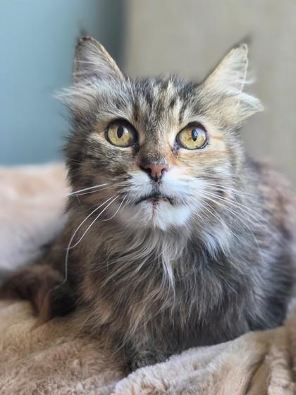 CLAUDIA, an adoptable mixed breed in Fernandina Beach, FL image 1/3
