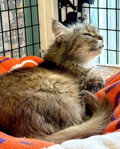 CLAUDIA, an adoptable mixed breed in Fernandina Beach, FL image 2/3