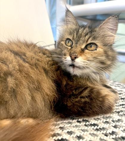 CLAUDIA, an adoptable mixed breed in Fernandina Beach, FL image 3/3